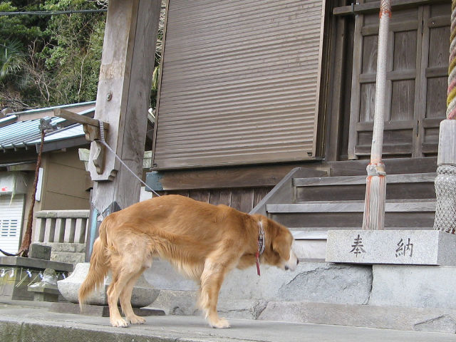 ゴールデン・レトリーバー