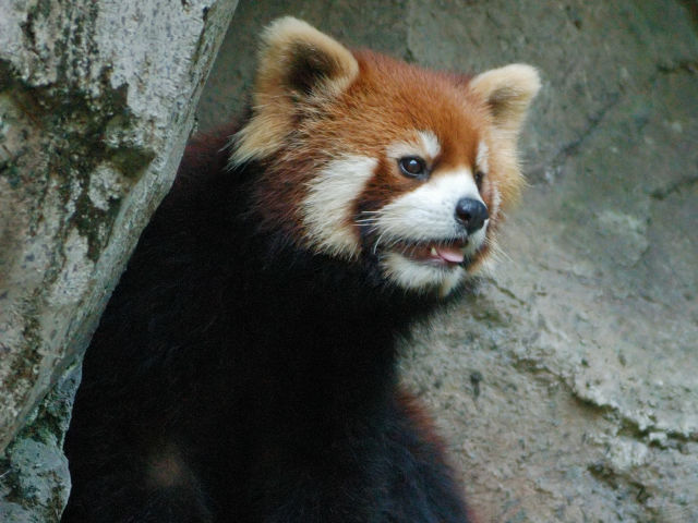 レッサーパンダ