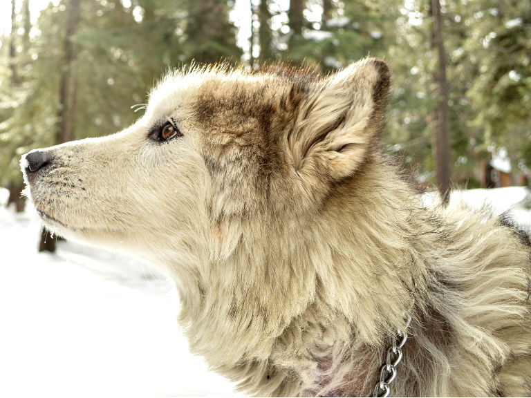 アラスカン・マラミュート
