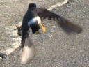 Nh