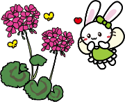 ゼラニウム