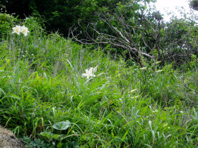 �����̉�