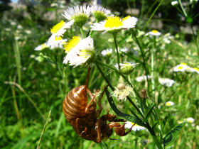 �Z�~�̔����k