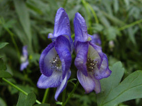 �g���J�u�g