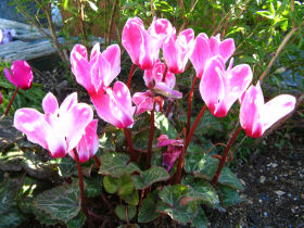 �V�N������