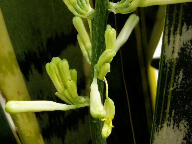 TZxA
