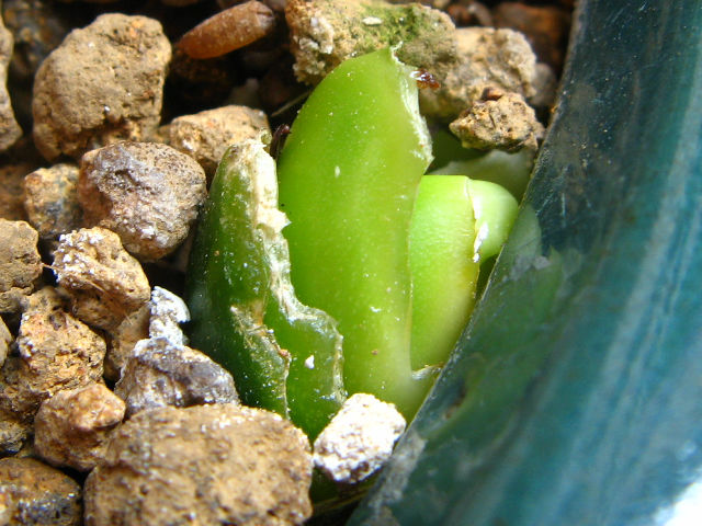 TZxA