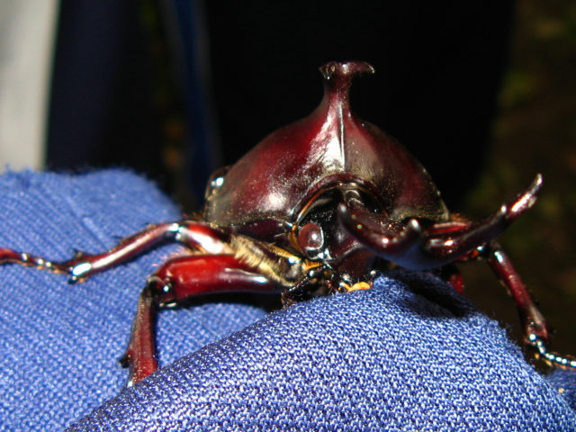 カブトムシ