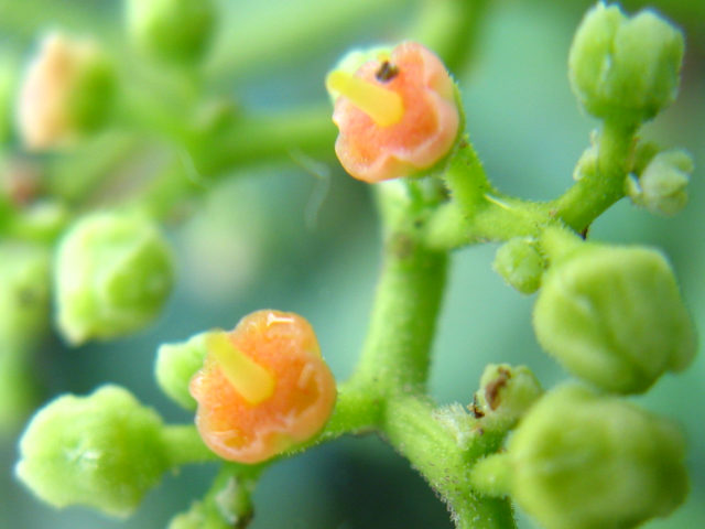 ヤブガラシの花