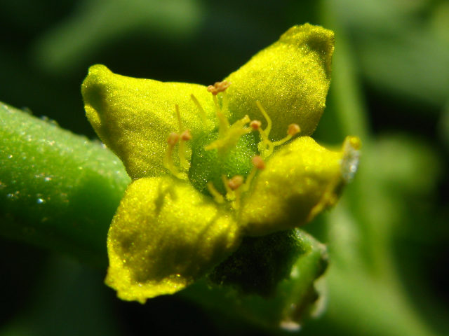 ツルナの花