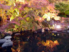 長谷寺の紅葉ライトアップ