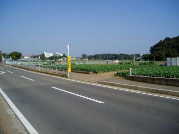 入江新田